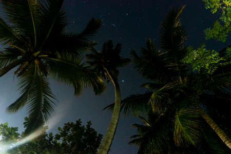 Tropical Night Sky, Palm Trees Bottom View