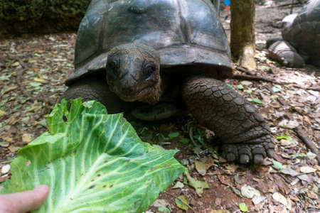 Feeding a Giant Aldabra Tortoise Aldabrachelys gigantea in the forest, at Prison Island, Zanzibar, Tanzaniaの写真素材