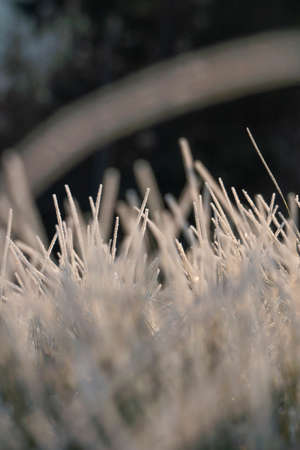Frost on the grass in the Forest. Ice crystals on meadow grass close up. Nature background.Grass with morning frost and yellow sunlight in the meadow, Frozen grass on meadow at sunrise light. Winter background.の写真素材