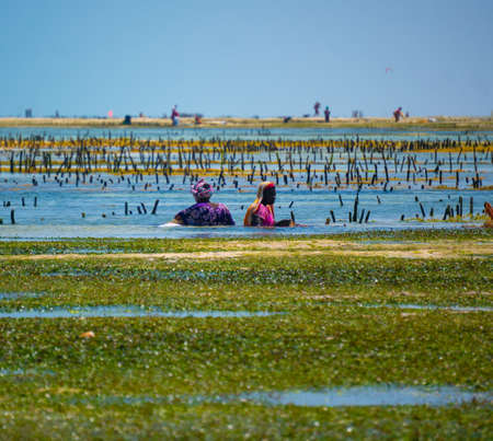 ZANZIBAR, TANZANIA - JANUARY 2020: Black African People working in seaweed cultivation during at low tide in Jambiani Villageのeditorial素材