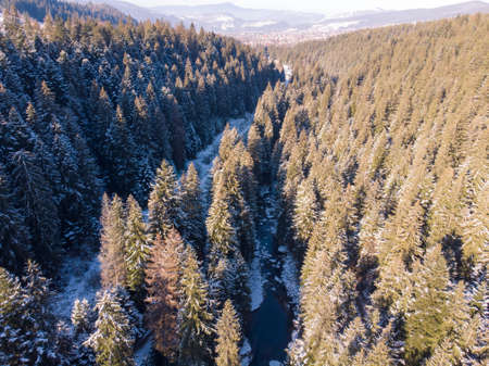 Aerial view of snowy pine trees and a little meandering stream in Carpathians, Ukraineの写真素材