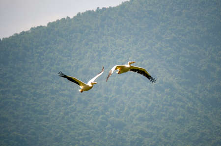 Two beautiful white pelicans flying together over Lush Green Tropical Forestの写真素材