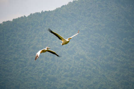 Two beautiful white pelicans flying together over Lush Green Tropical Forestの写真素材