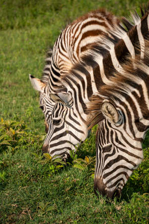 Close up Shot of Zebras Equus quagga are grazin on the vast grassy plains of the Ngorongoro crater conservation area in Tanzaniaの写真素材