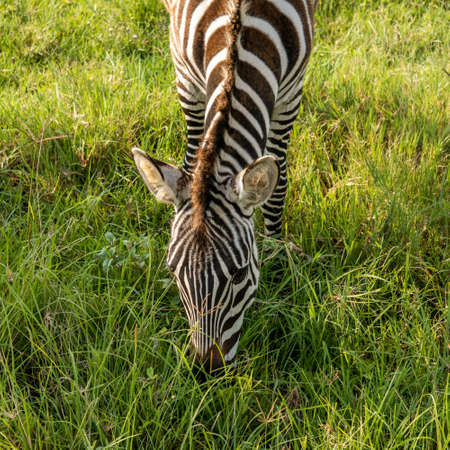 Close up Shot of Zebras Equus quagga are grazin on the vast grassy plains of the Ngorongoro crater conservation area in Tanzaniaの写真素材