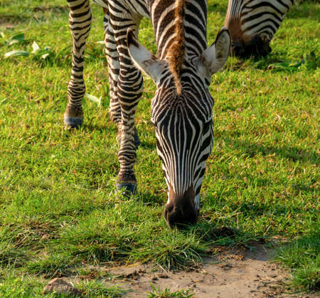 Close up Shot of Zebras Equus quagga are grazin on the vast grassy plains of the Ngorongoro crater conservation area in Tanzaniaの写真素材