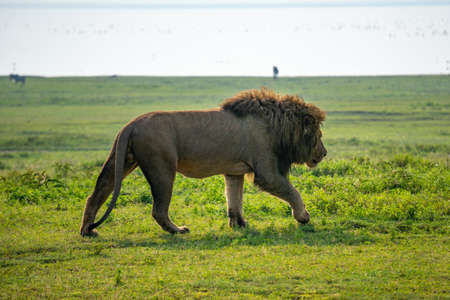 Beautiful male lion in Ngorongoro Crater in Tanzaniaの写真素材