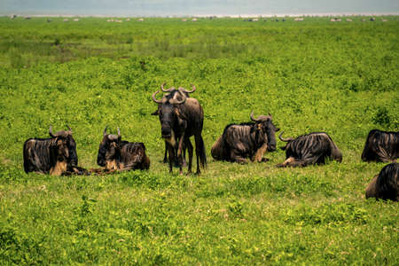 wildebeest in ngorongoro crater, tanzania, africaの写真素材