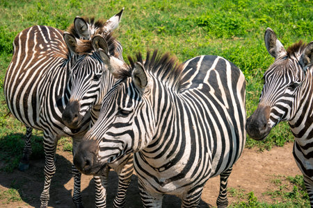 Plains zebras, also known as the common zebra. Ngorongoro Concervation Area, Tanzaniaの写真素材