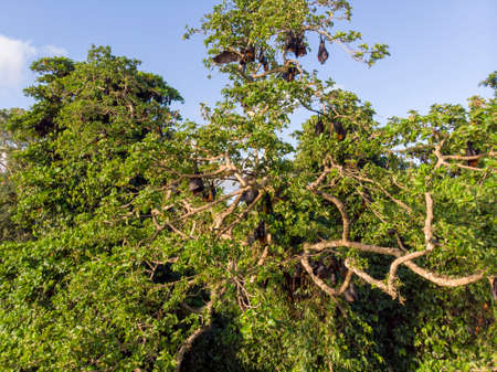 Colony of flying fox Pteropus lylei on Pemba island at Zanzibar Archipelago, Tanzania