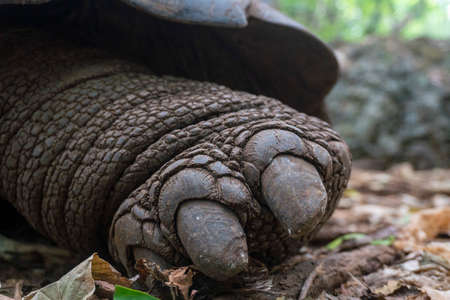 Close up of Turtle leg. An Aldabra giant tortoise Aldabrachelys gigantea in the forest, at Prison Island, Zanzibar, Tanzaniaの写真素材
