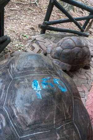 Huge tortoises in Prison Island, Zanzibar, Tanzaniaの写真素材