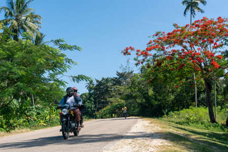 PEMBA, TANZANIA - JANUARY 2020: Red Blooming Flamboyant tree near road with Black African People are Moving by. Red Flowers Acacia Blossom in Tanzaniaのeditorial素材