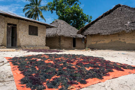 Pink seaweed - algae, being dried on the Ground in Small Village on Pemba Island, Zanzibar, Tanzaniaの写真素材