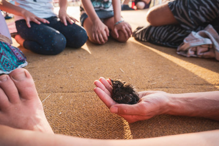Cute Chick in a Gentle Mans Hand, The little bird falls from the nest, sitting in a Palm of Man,...