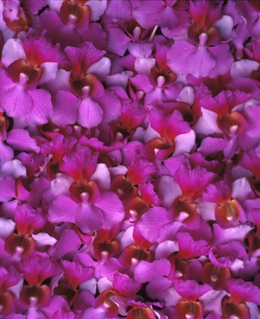 a background of purple Hawaiian Vanda orchidsの写真素材