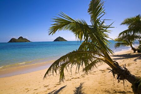 Lanikai beach on the windward side of oahu, hawaii, with palm treesの写真素材