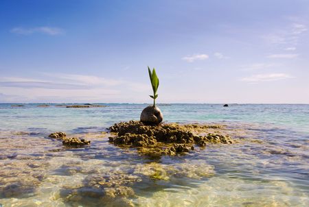 sprouting coconut washes up on a coral reef in the Pacificの写真素材