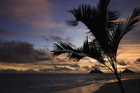 Sunrise in Hawaii with palm tree silhouetteの写真素材