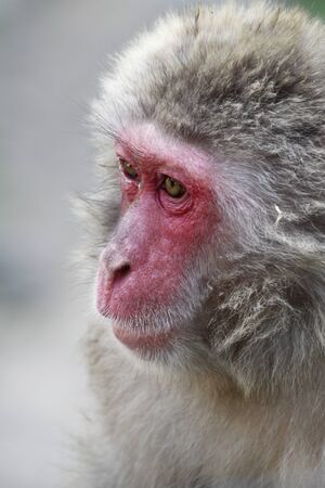 Portrait of the macaqueの写真素材