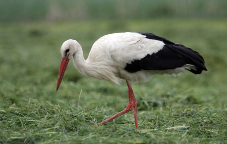 Stork walking about the meadow の写真素材