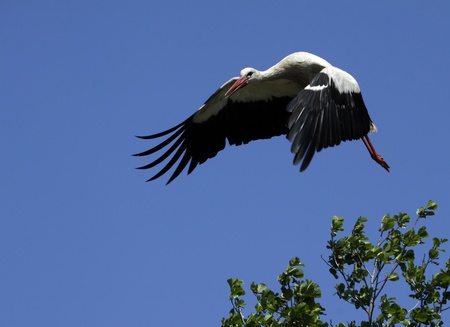 Stork in flight