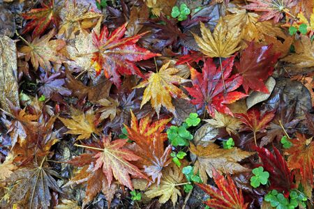Carpet from yellow and brown leaves