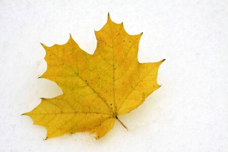 Autumn leaf lying on the snowの写真素材