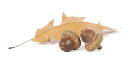 Acorns with an oak leaf on the white backgroundの写真素材