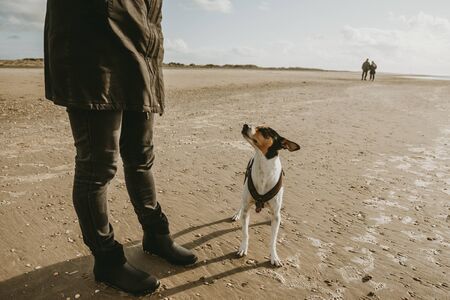 The curious small dog waiting if he gets something from the girl above him, on the sand beach after...