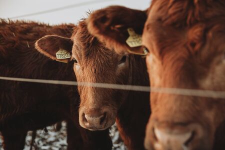 Brown furry Cow hidden behind the ear of another cow, both are staring straight to the camera behind the fenceの写真素材