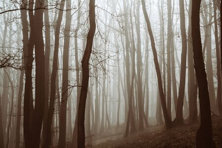 Dark silhouettes of a tree trunks in a spooky misty mixed forest with sun shining between trees during the early spring morningの写真素材