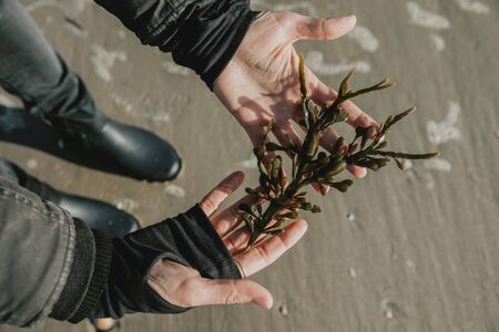 Green seaweed - kelp, the natural medicine, laying in women's hands above the sand of the beach of the coast of the North sea in Denmarkの写真素材