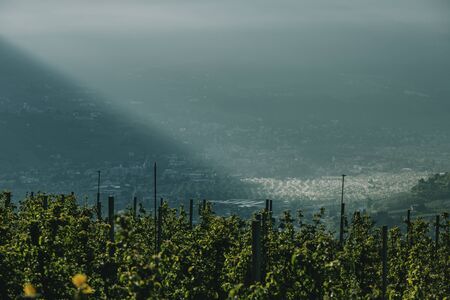 Mountain valley near Merano town in northern Italy with irrigation of traditional apple orchards illuminated by sun beamの写真素材