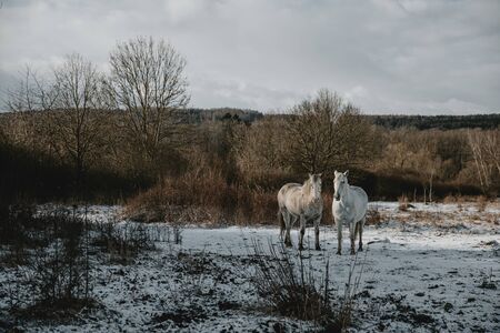 Two horses standing on snow covered pasture, both enlighted by morning sun with overcast sky in the backgroundの写真素材