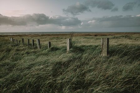 The row of old wooden poles in grass on the west coast of the Denmark during the autumn twilight