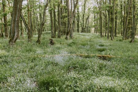The carpet of blooming beautiful tiny blue flowersand fresh green grass in tranquil fresh green spring old deciduous forest during the sunrise in mayの写真素材