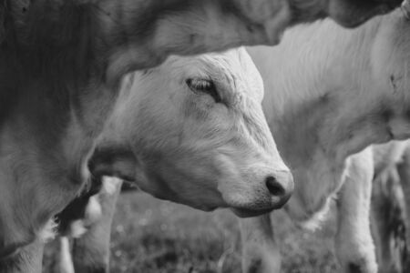 The detail of the head of a young cow, standing and looking between two others cows around her in black and whiteの写真素材