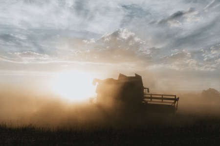 Silhouette of combine harvester from the back, hidden in the cloud of dust, who is going to the sun, harvesting the crop of oilseed rape during golden hour in summer under the cloudy skyの写真素材