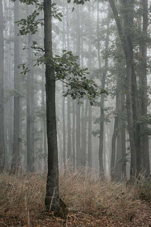 The branch with green leaves on the trunk of the young oak in the autumn morning foggy forestの写真素材