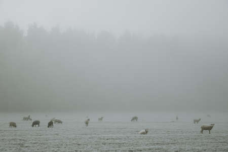 Flock of sheeps on pasture during the foggy freezing morningの写真素材
