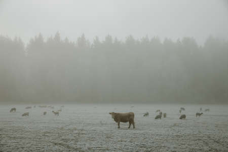 One standing and staring cow in herd of grazing sheeps on hoarfrost covered meadow during the foggy morningの写真素材