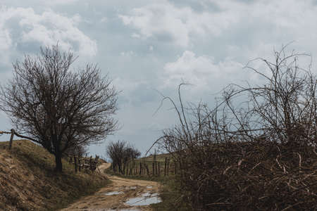 The dirt road with puddles between pastures witr trees and bushes around in hills of Romania during the cloudy spring dayの写真素材
