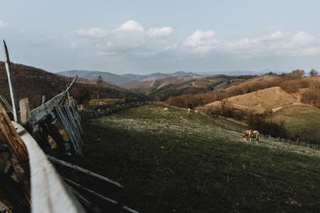 Panoramic view of hills in romania with leading line of old wooden fence around green pasture with cows during spring dayの写真素材