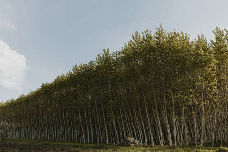 Symmetrical plantation of fast growing trees with the heaps of trunks with blue sky above it during sunny spring dayの写真素材