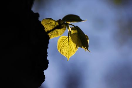 springtimeの写真素材