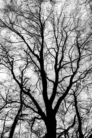 Tree grew dark