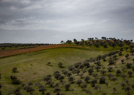 Andalusian landscape in Seville (Spain)の写真素材