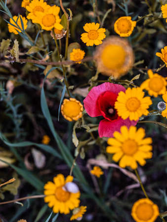 Varieties of flowers in the fieldの写真素材