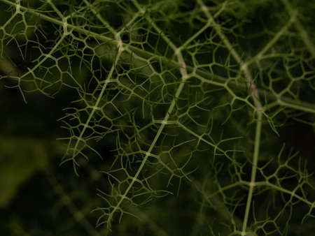 Green Ferns in nature in Seville